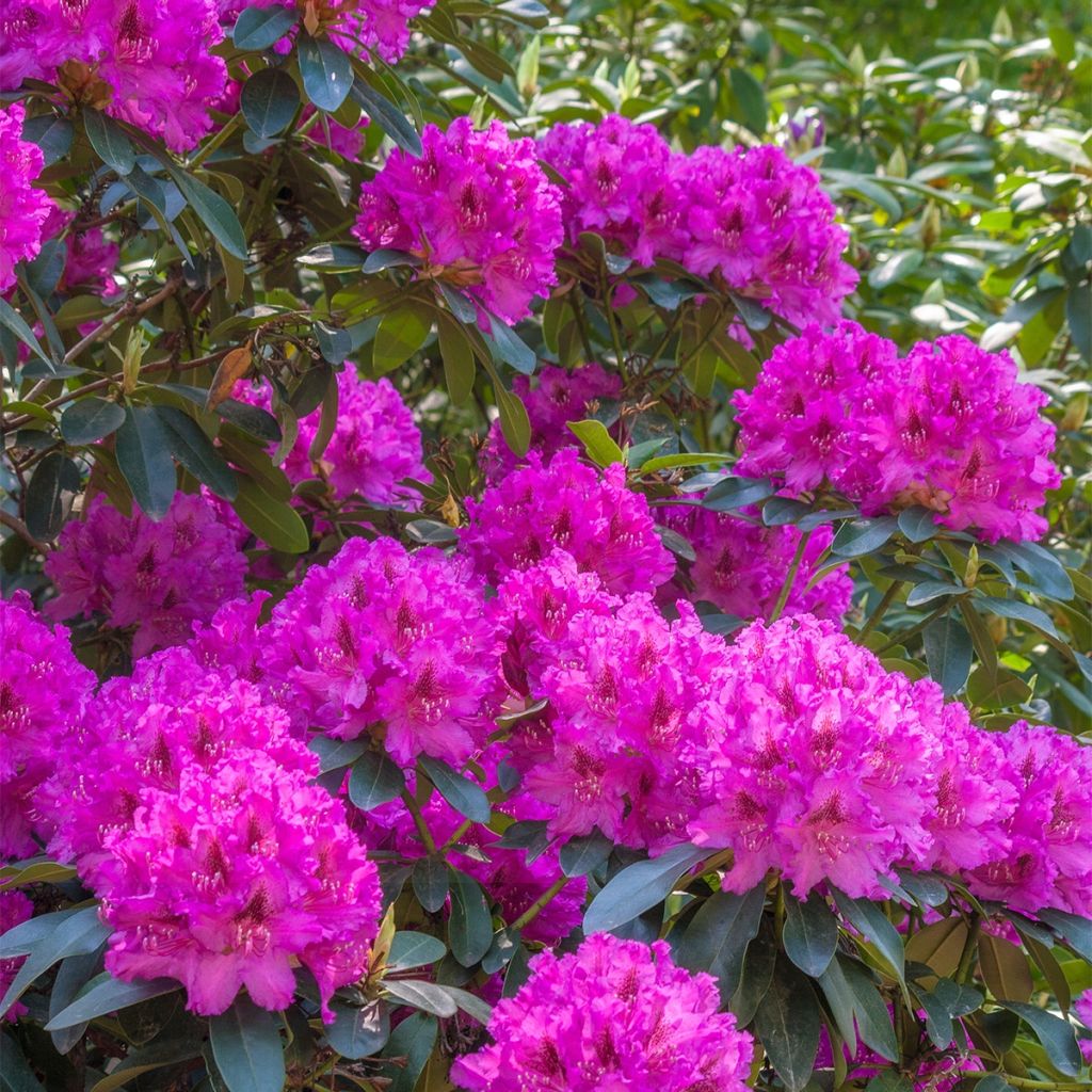 Rhododendron Anah Kruschke