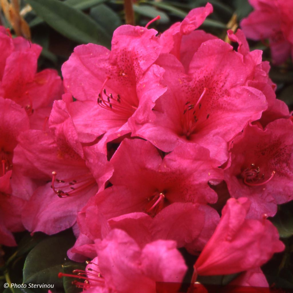 Rhododendron Anna Rose Whitney - Grand rhododendron