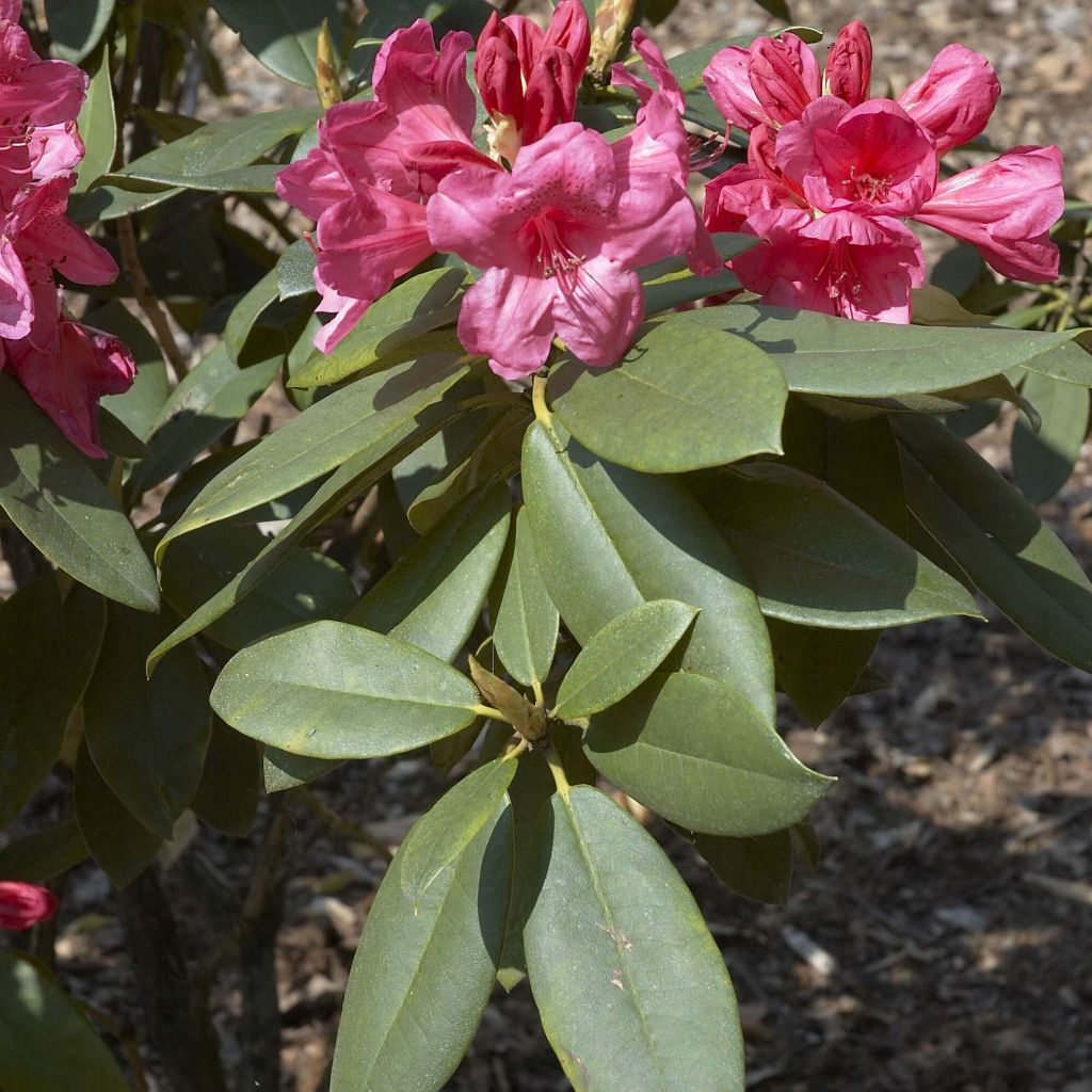 Rhododendron Anna Rose Whitney - Grand rhododendron