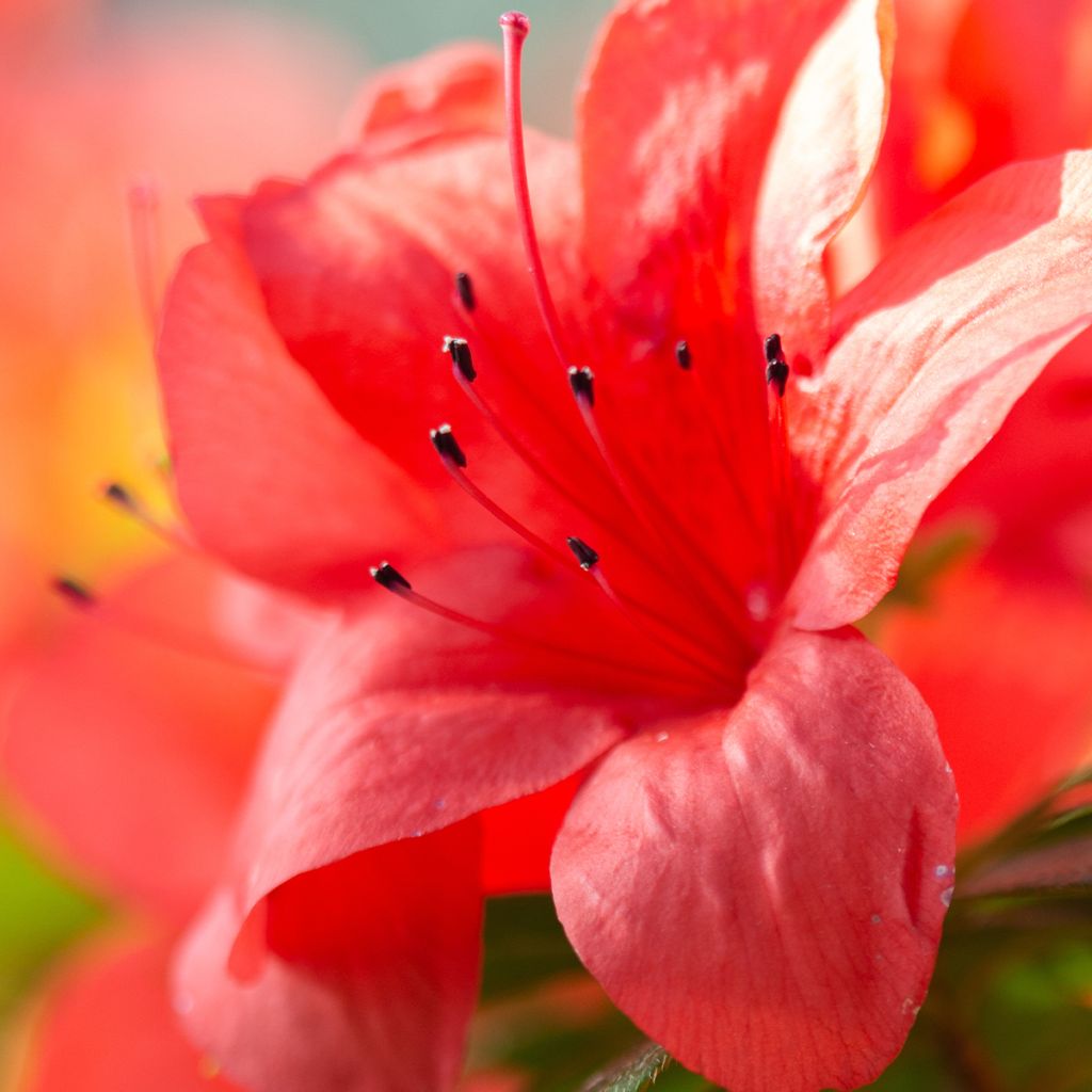 Rhododendron Ardeur