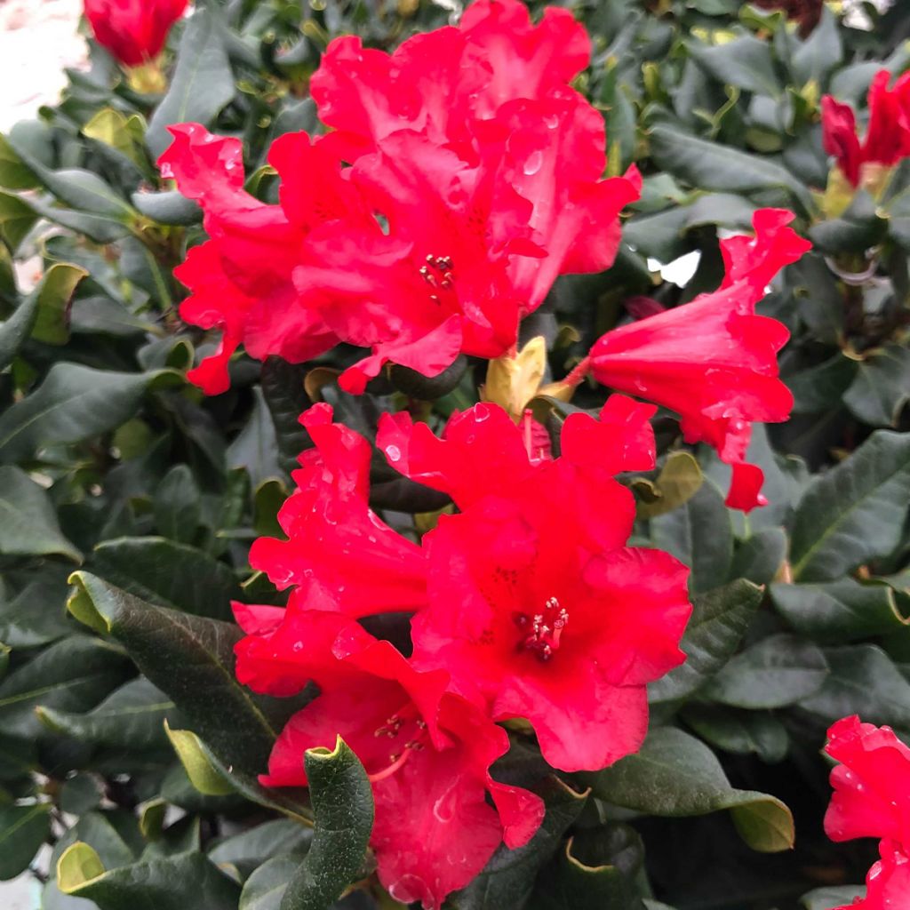 Rhododendron Baden-Baden - Rhododendron nain