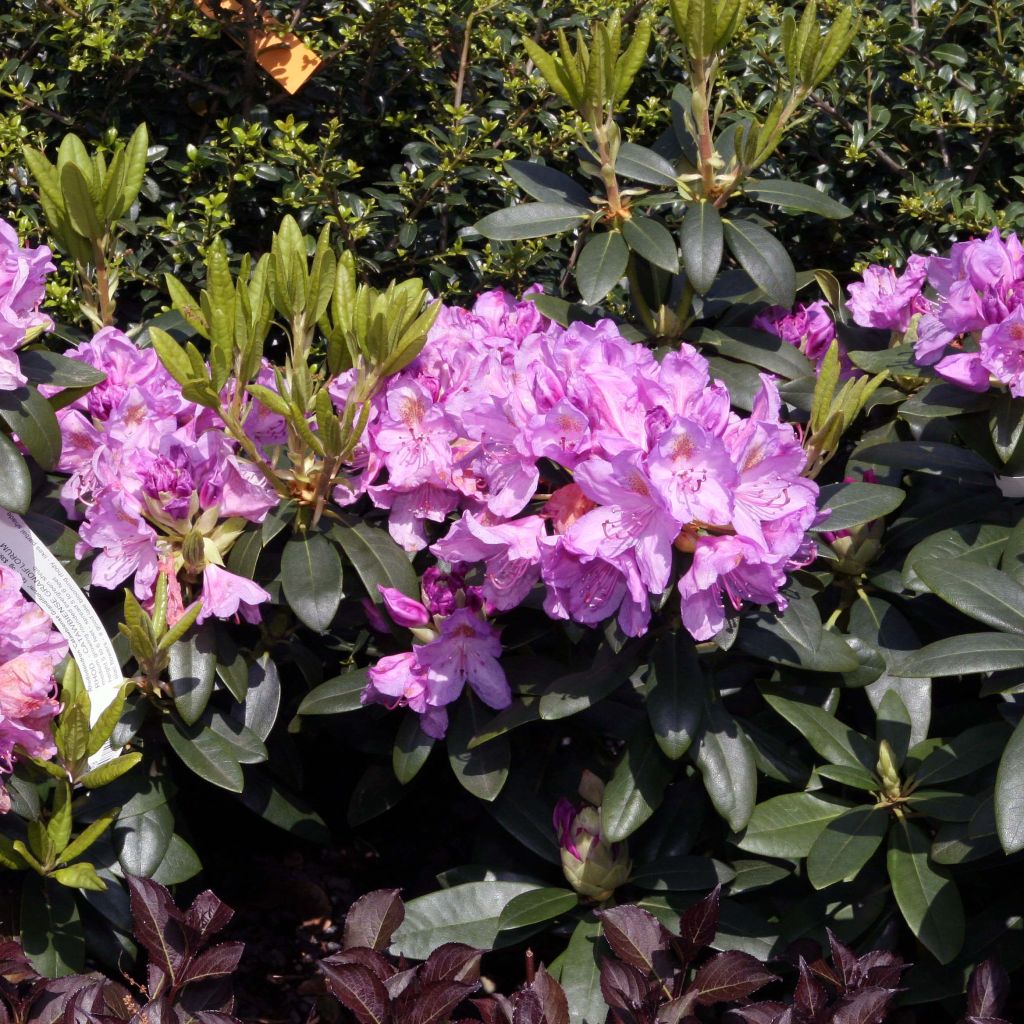 Rhododendron catawbiense Grandiflorum - Grand rhododendron