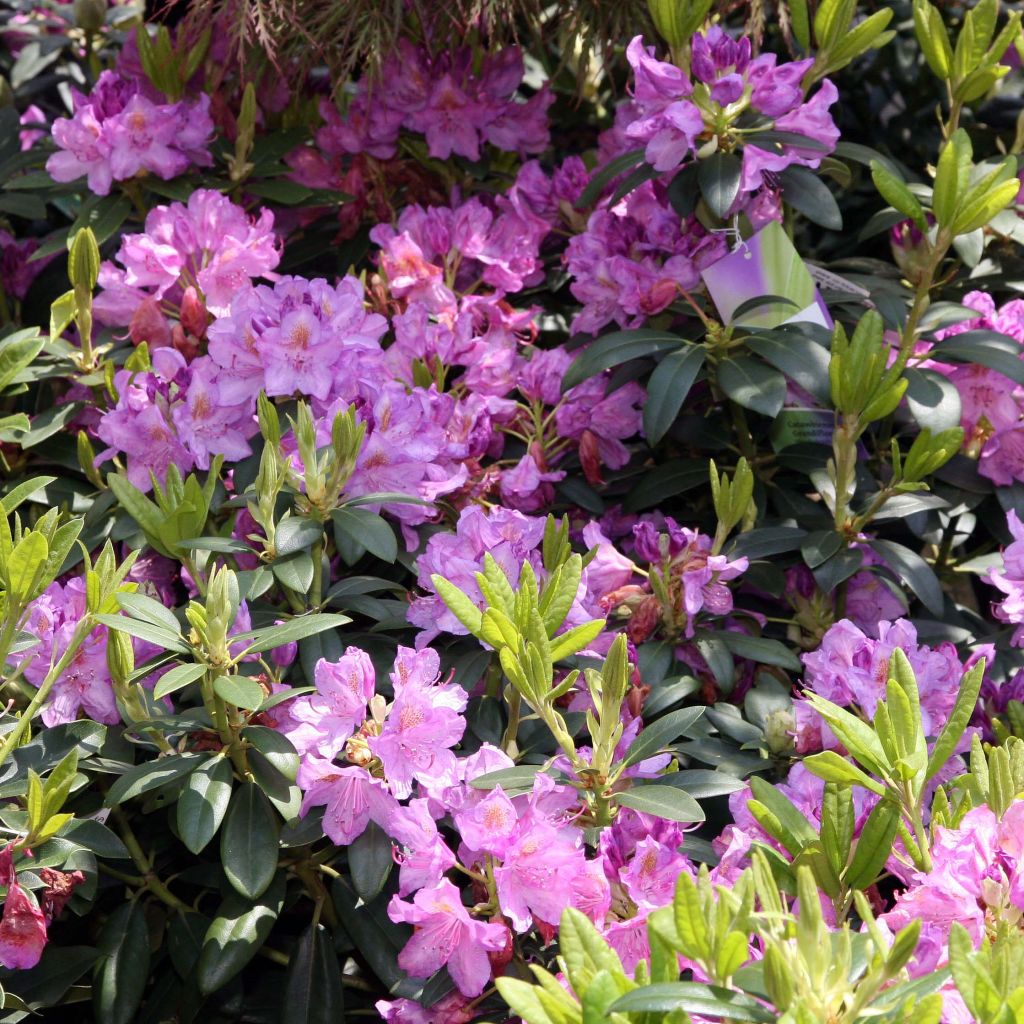Rhododendron catawbiense Grandiflorum - Grand rhododendron