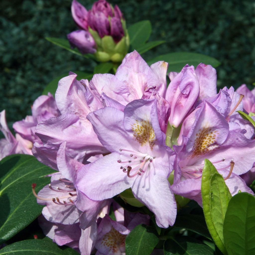 Rhododendron catawbiense Grandiflorum - Grand rhododendron