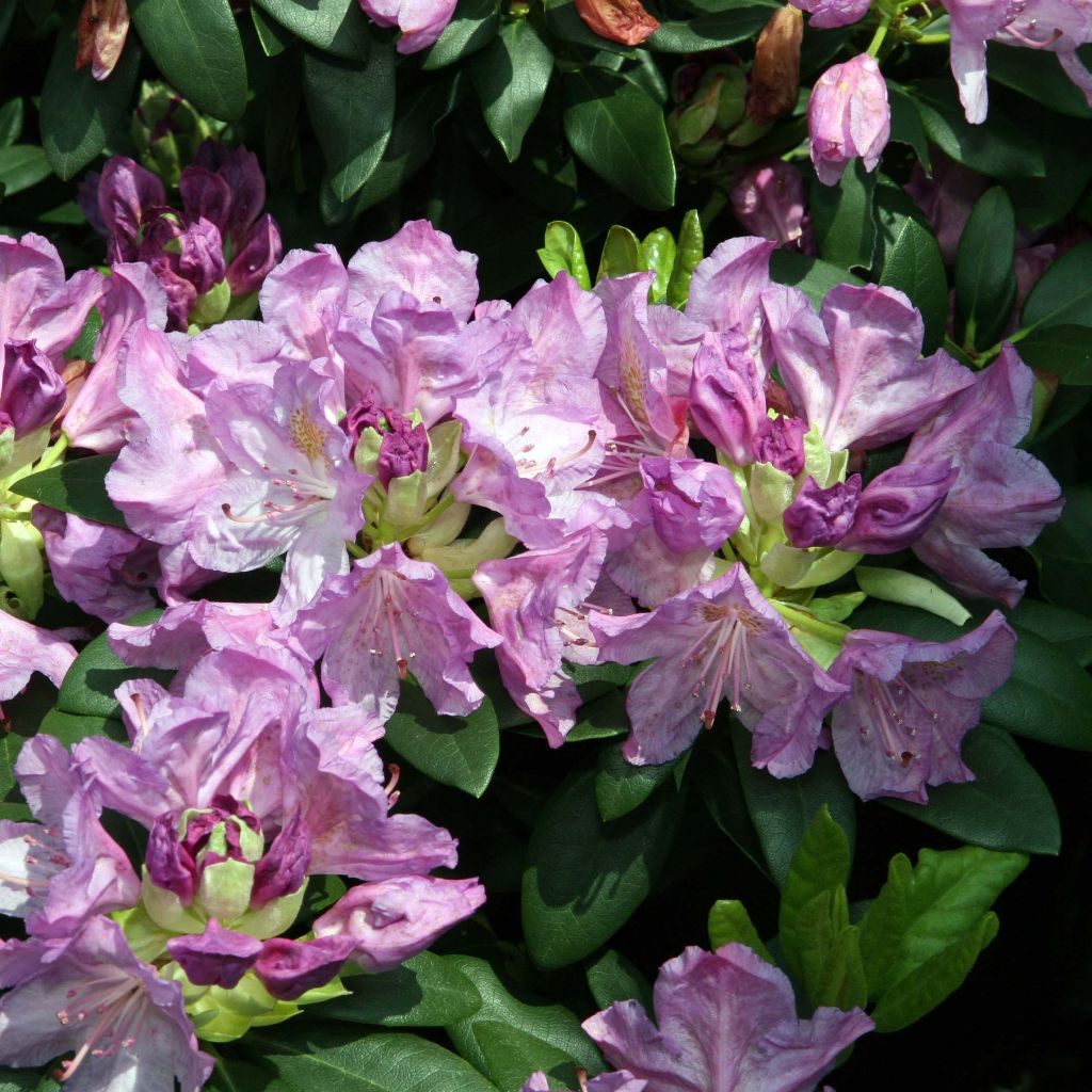 Rhododendron catawbiense Grandiflorum - Grand rhododendron