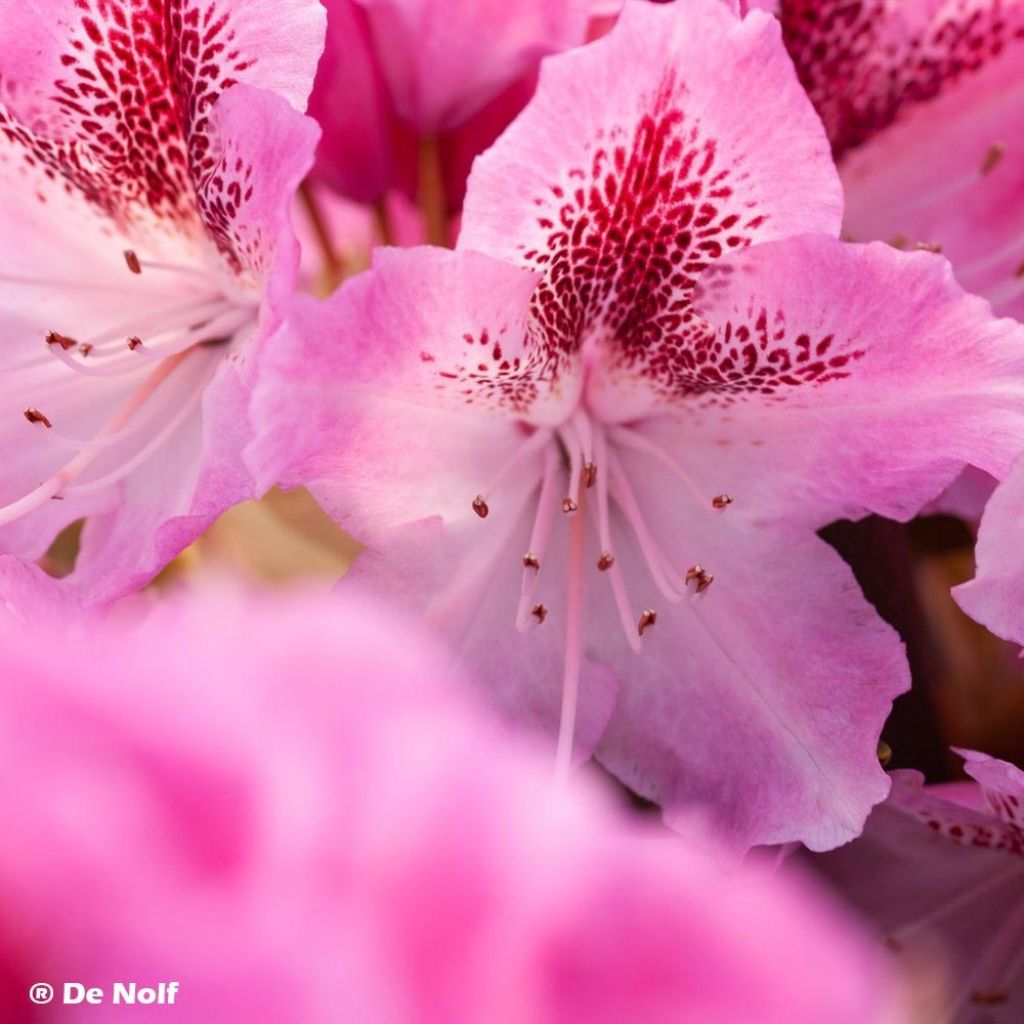 Rhododendron hybride Cosmopolitan