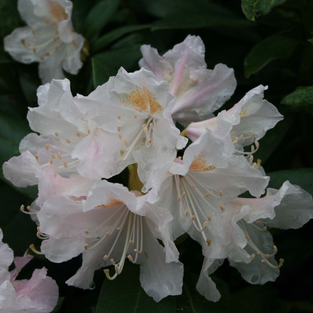 Rhododendron Cunningham's White