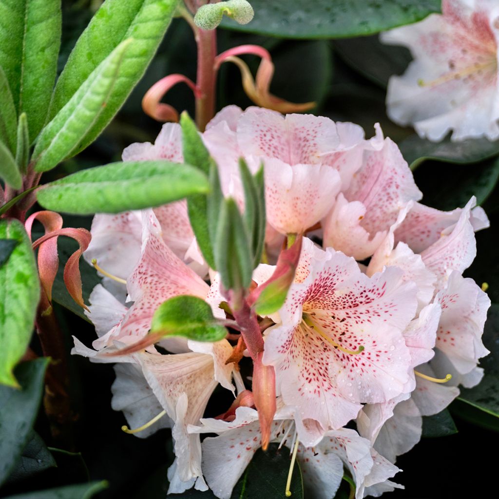 Rhododendron Cunningham's White