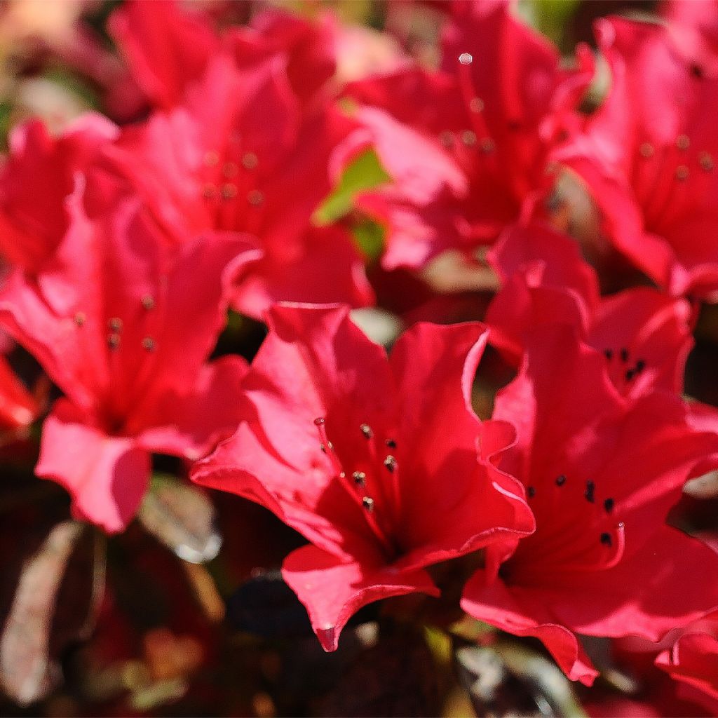 Rhododendron Elizabeth Red Foliage