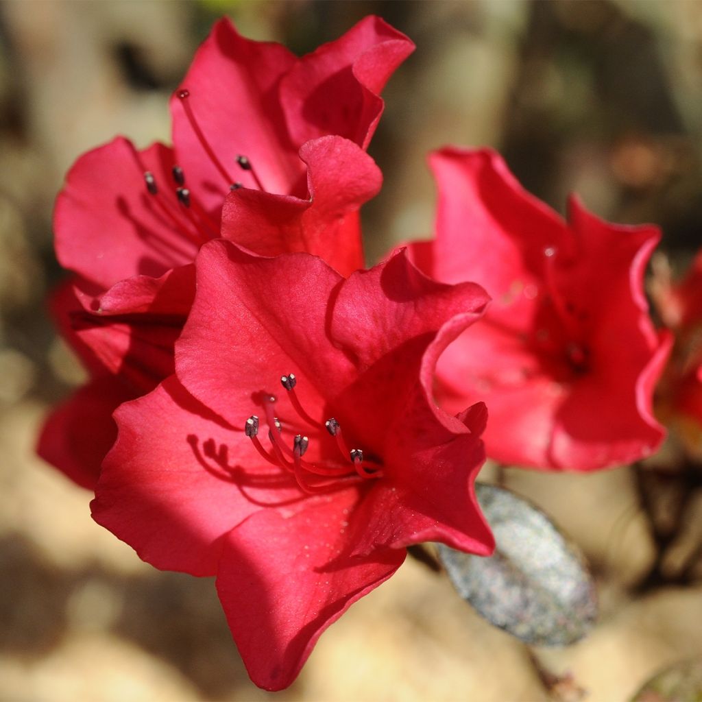 Rhododendron Elizabeth Red Foliage