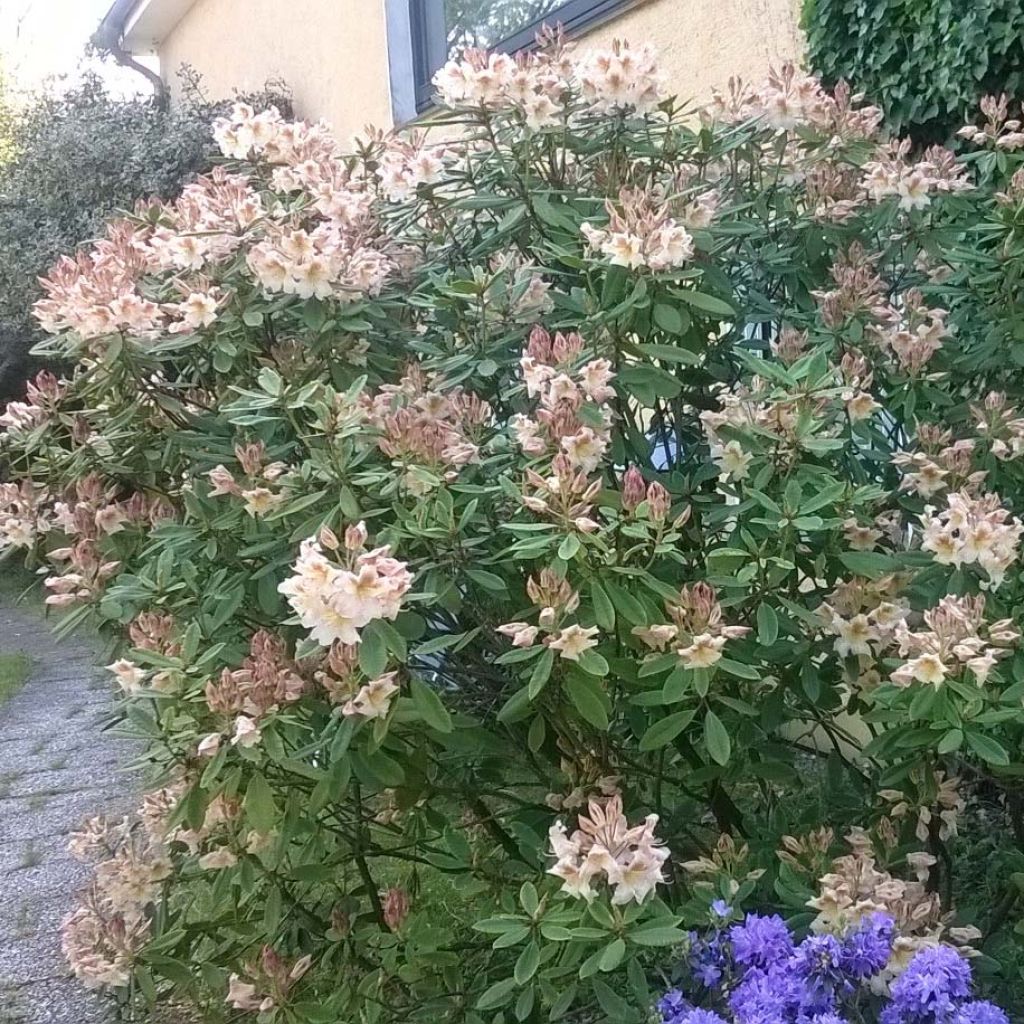 Rhododendron Inkarho Bernstein