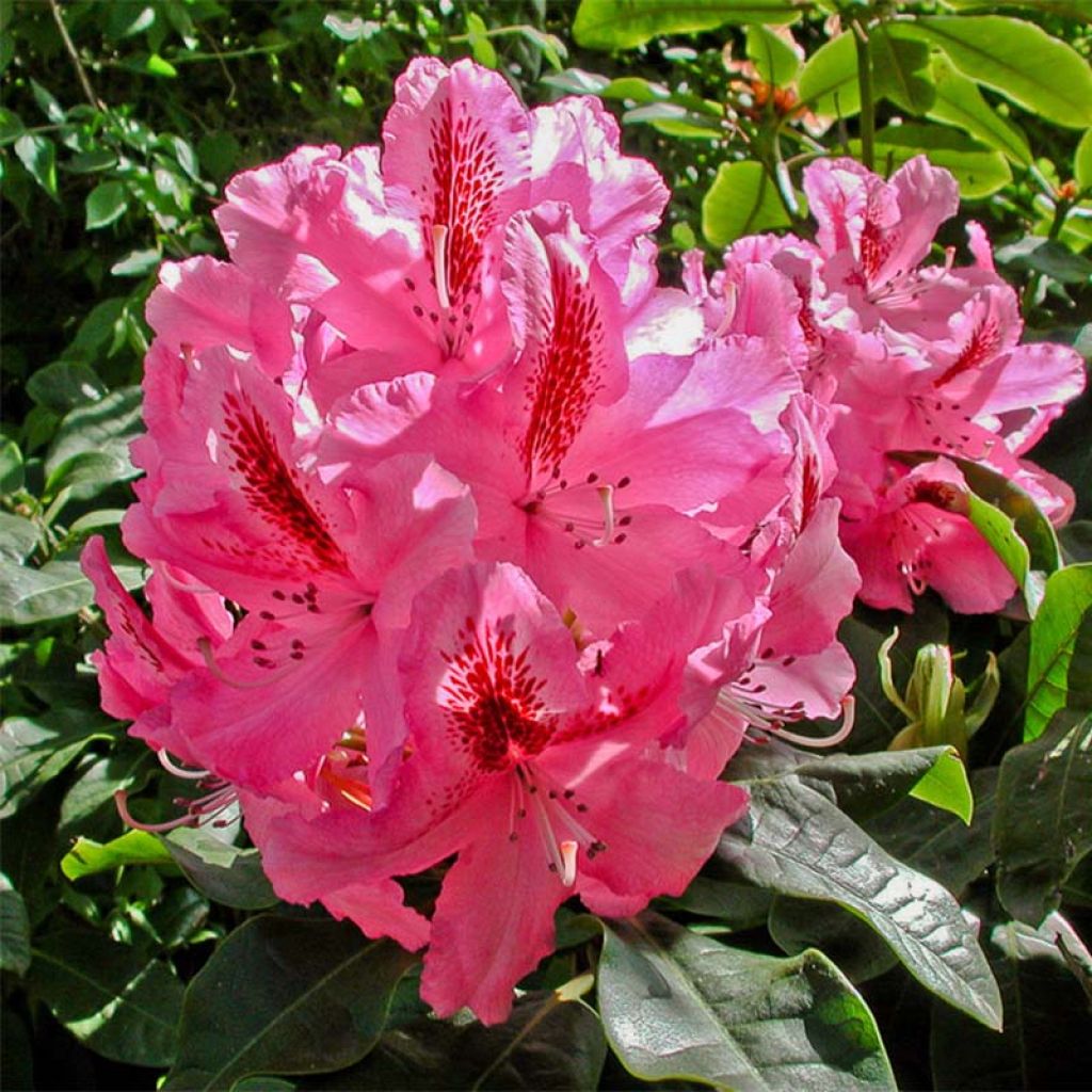 Rhododendron Inkarho Furnivall's Daughter.