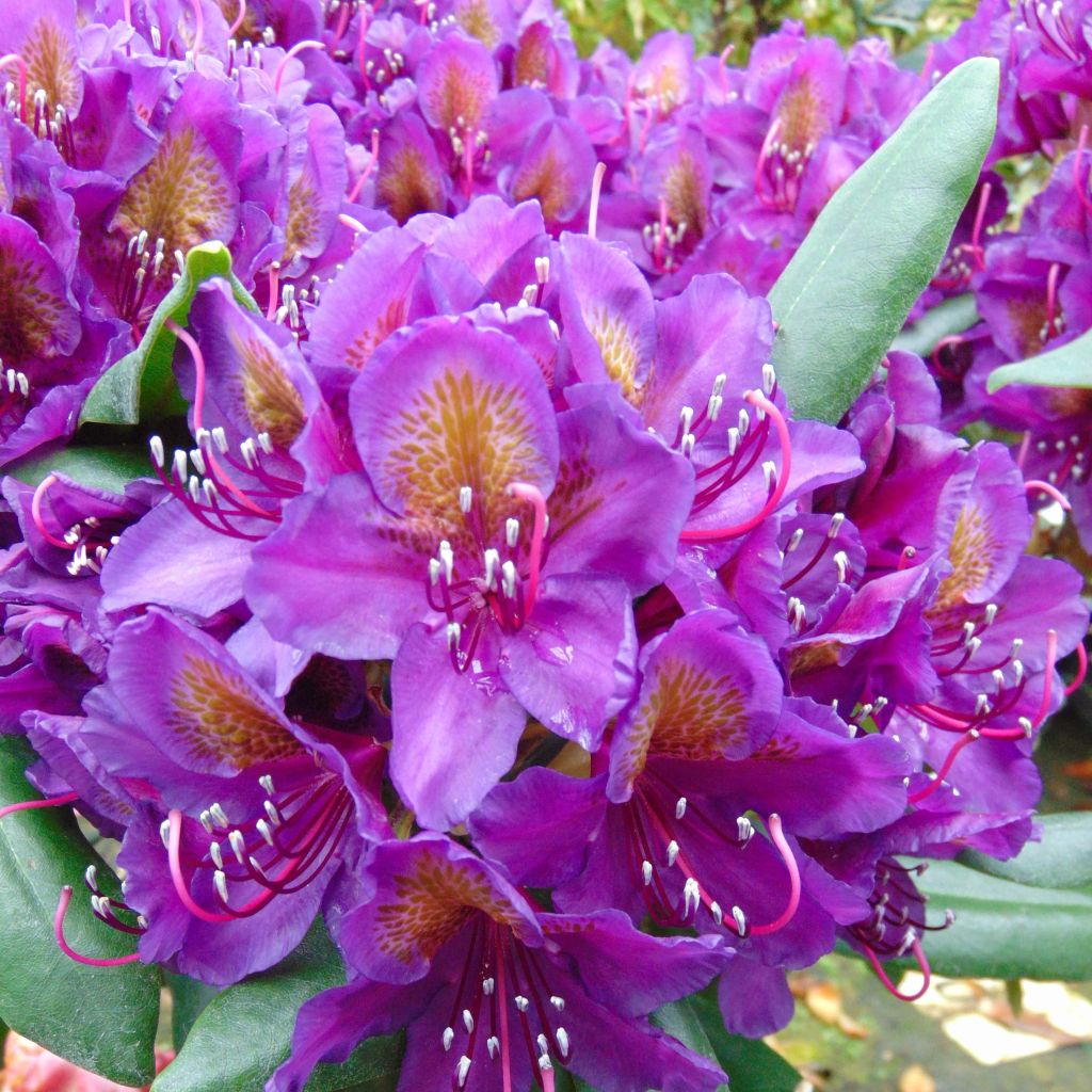 Rhododendron Inkarho Marcel Ménard