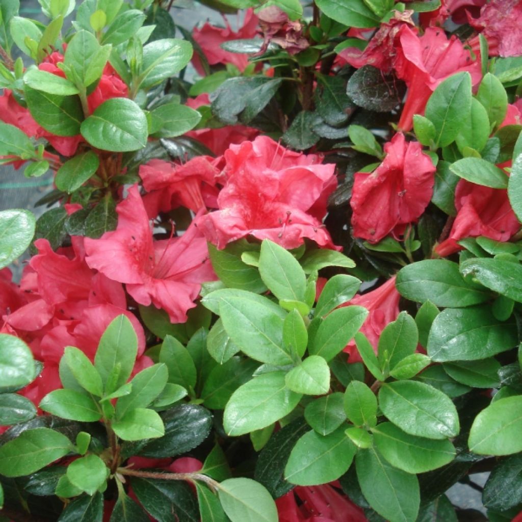 Azalée du Japon Johanna - Rhododendron hybride