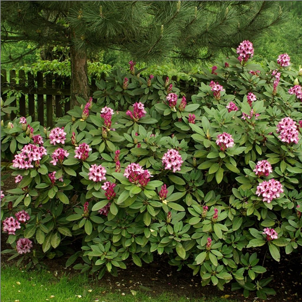 Rhododendron Kokardia
