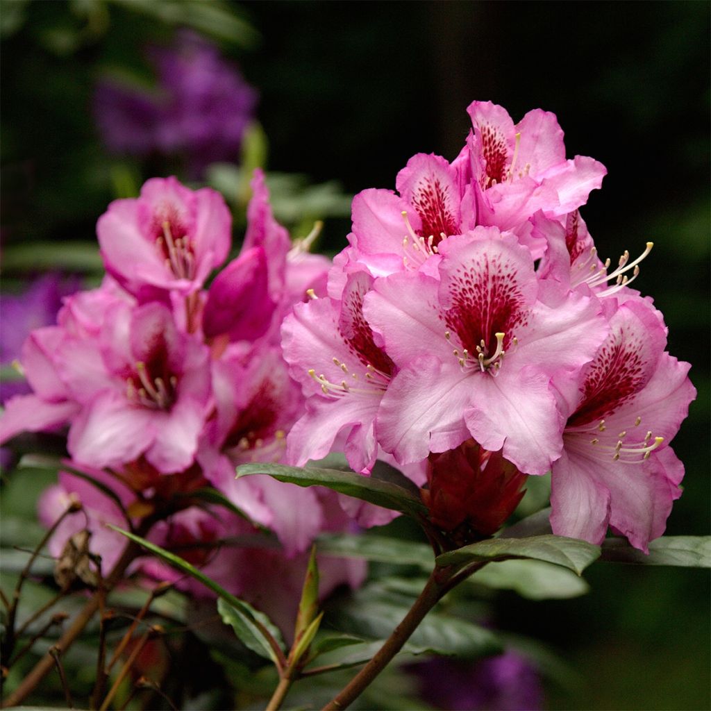 Rhododendron Kokardia