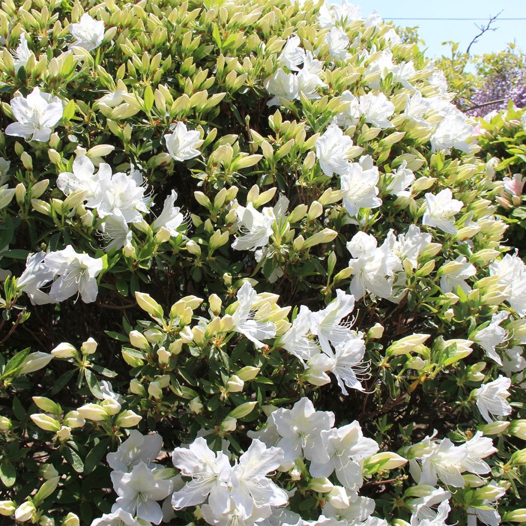Rhododendron Luzi