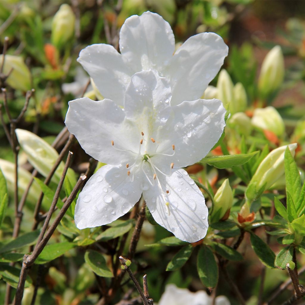 Rhododendron Luzi