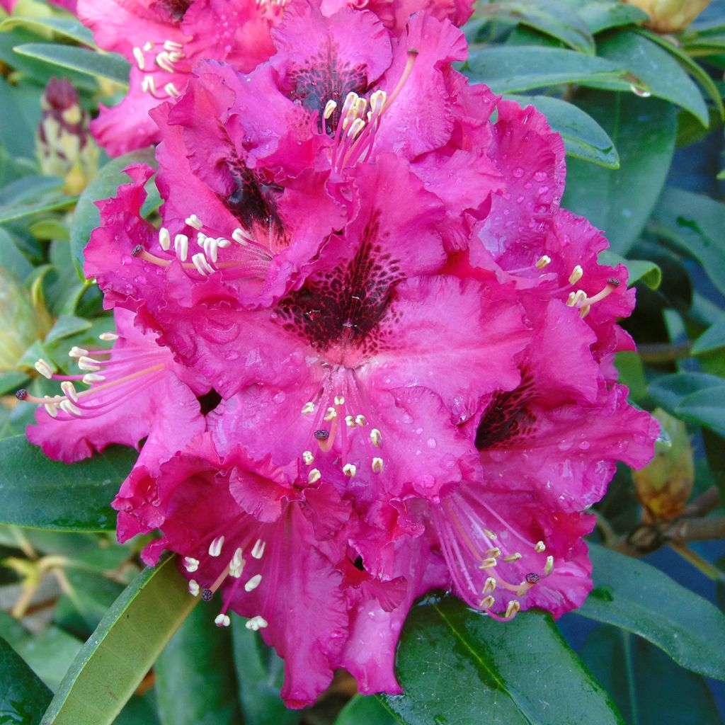 Rhododendron Marie Forte (Madame Fortier) - Grand Rhododendron
