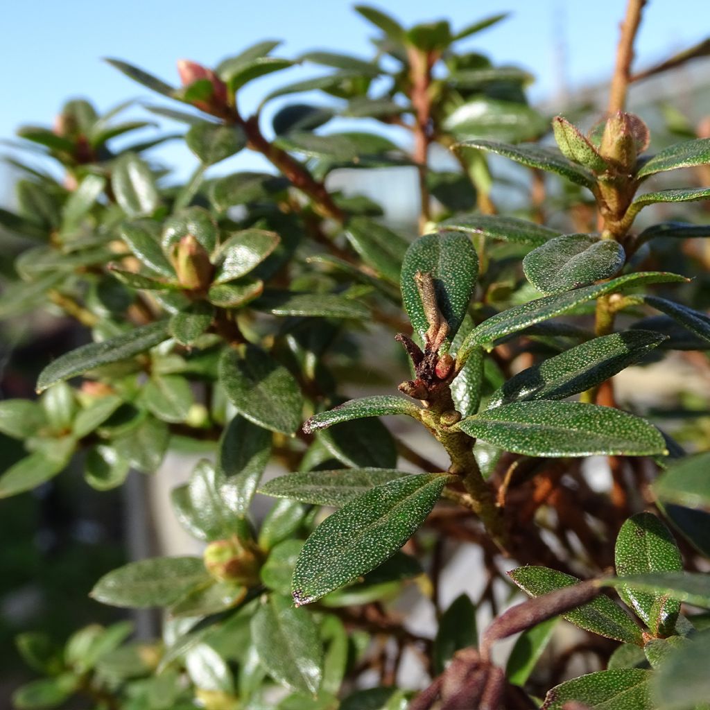 Rhododendron Moerheim - Rhododendron nain