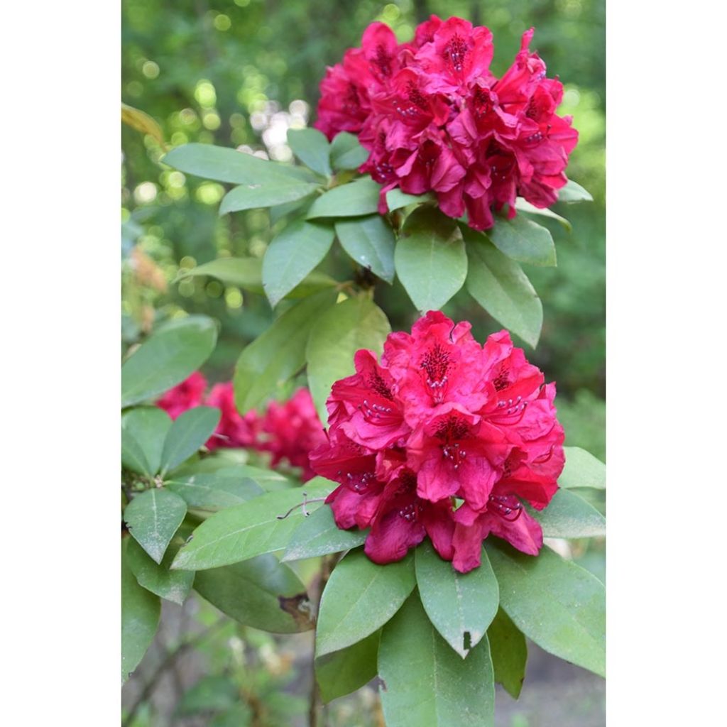 Rhododendron hybride Moser's Maroon