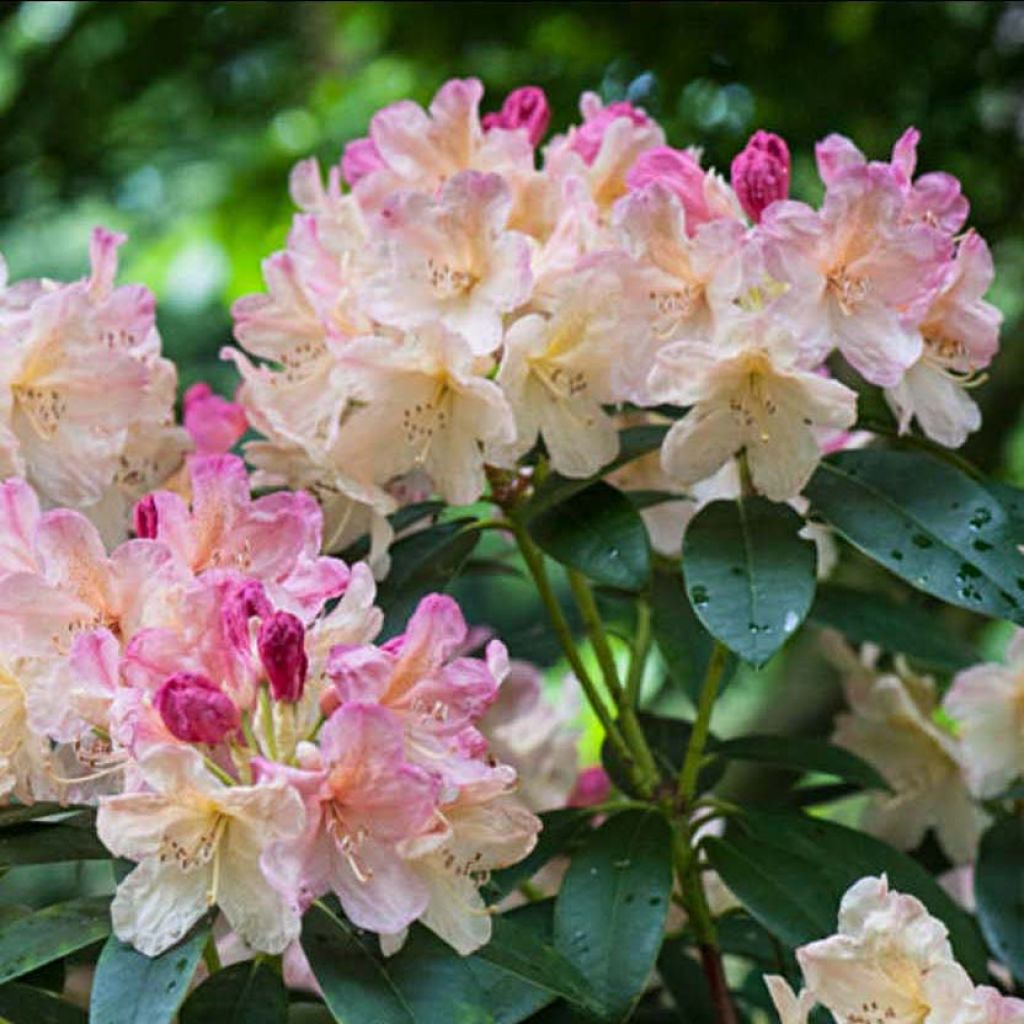Rhododendron Percy Wiseman - Rhododendron nain 