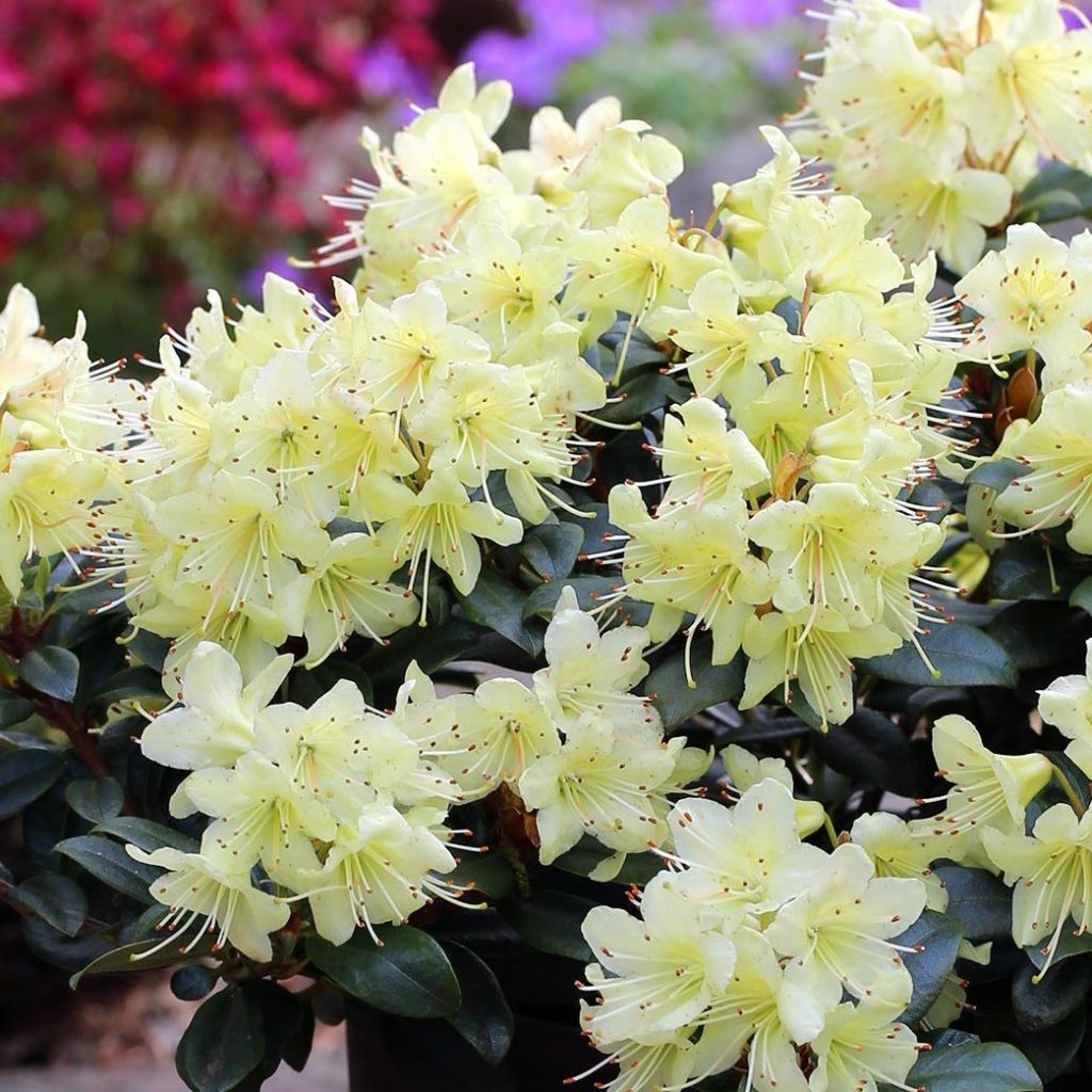  Rhododendron Princess Anne - Rhododendron nain