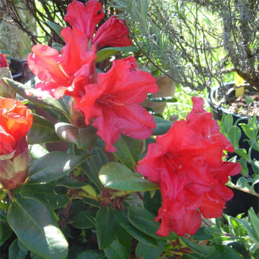 Rhododendron Scarlet Wonder - Rhododendron nain.