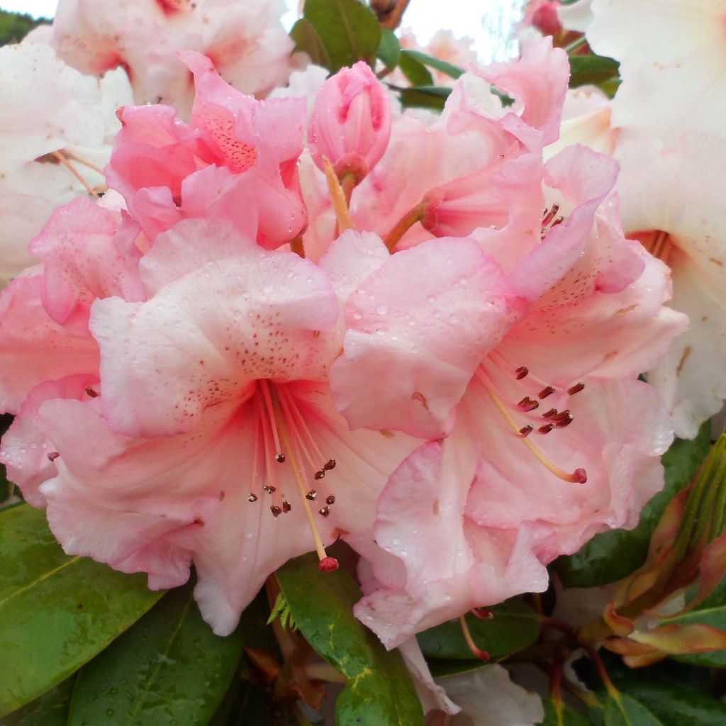 Rhododendron Virginia Richards
