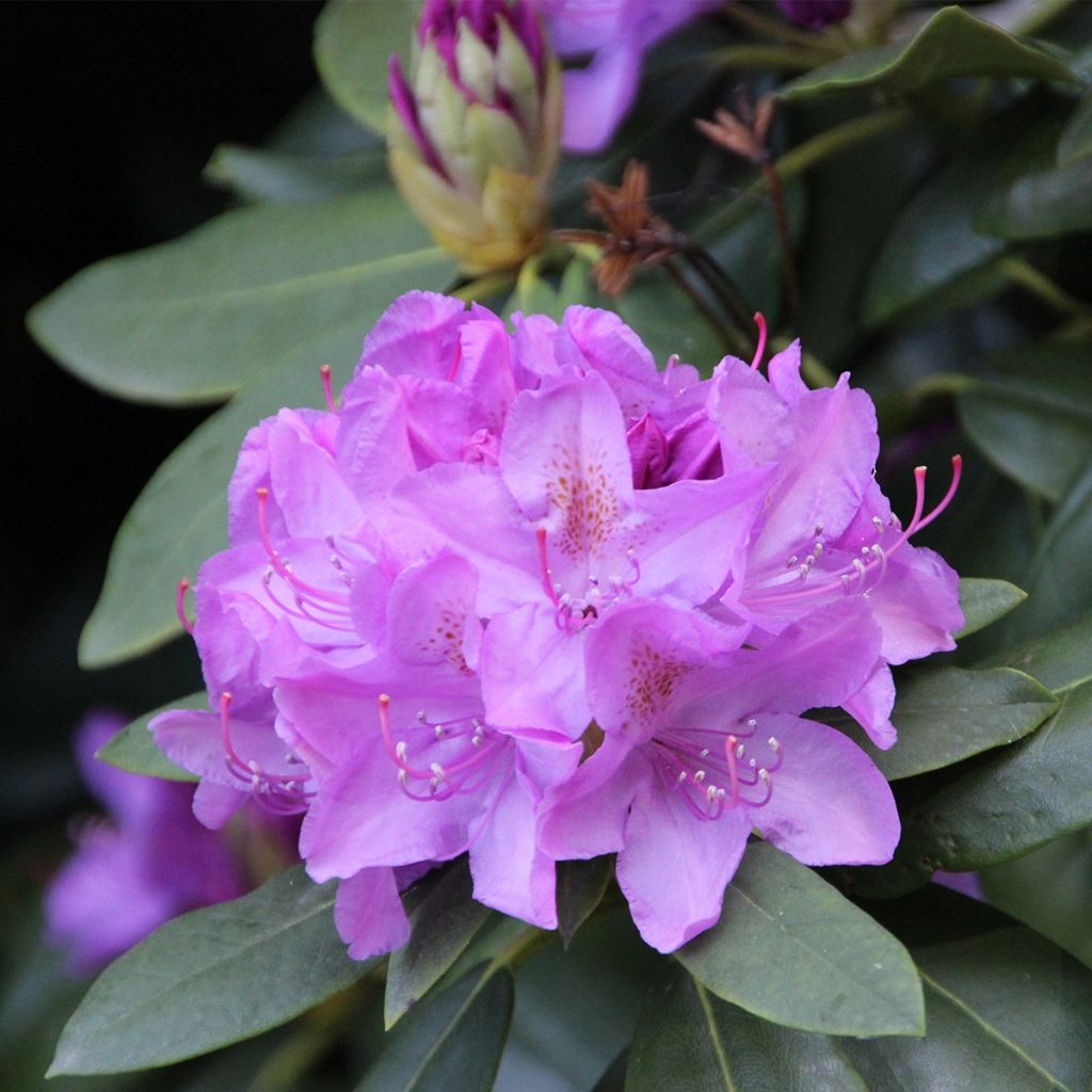 Rhododendron catawbiense Boursault