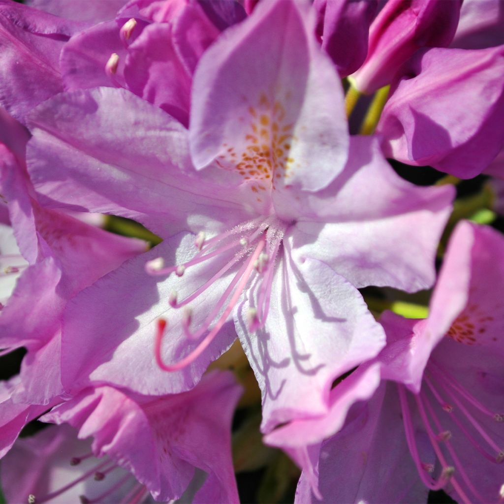 Rhododendron catawbiense Boursault