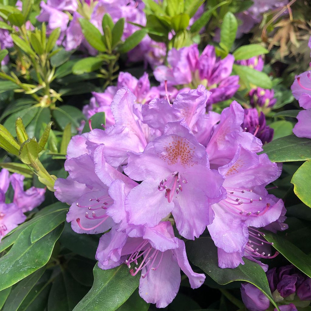 Rhododendron catawbiense Grandiflorum - Grand rhododendron