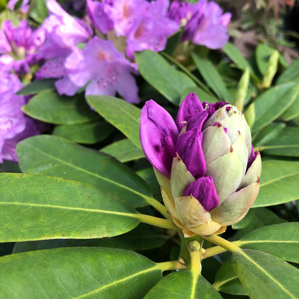 Rhododendron catawbiense Grandiflorum - Grand rhododendron