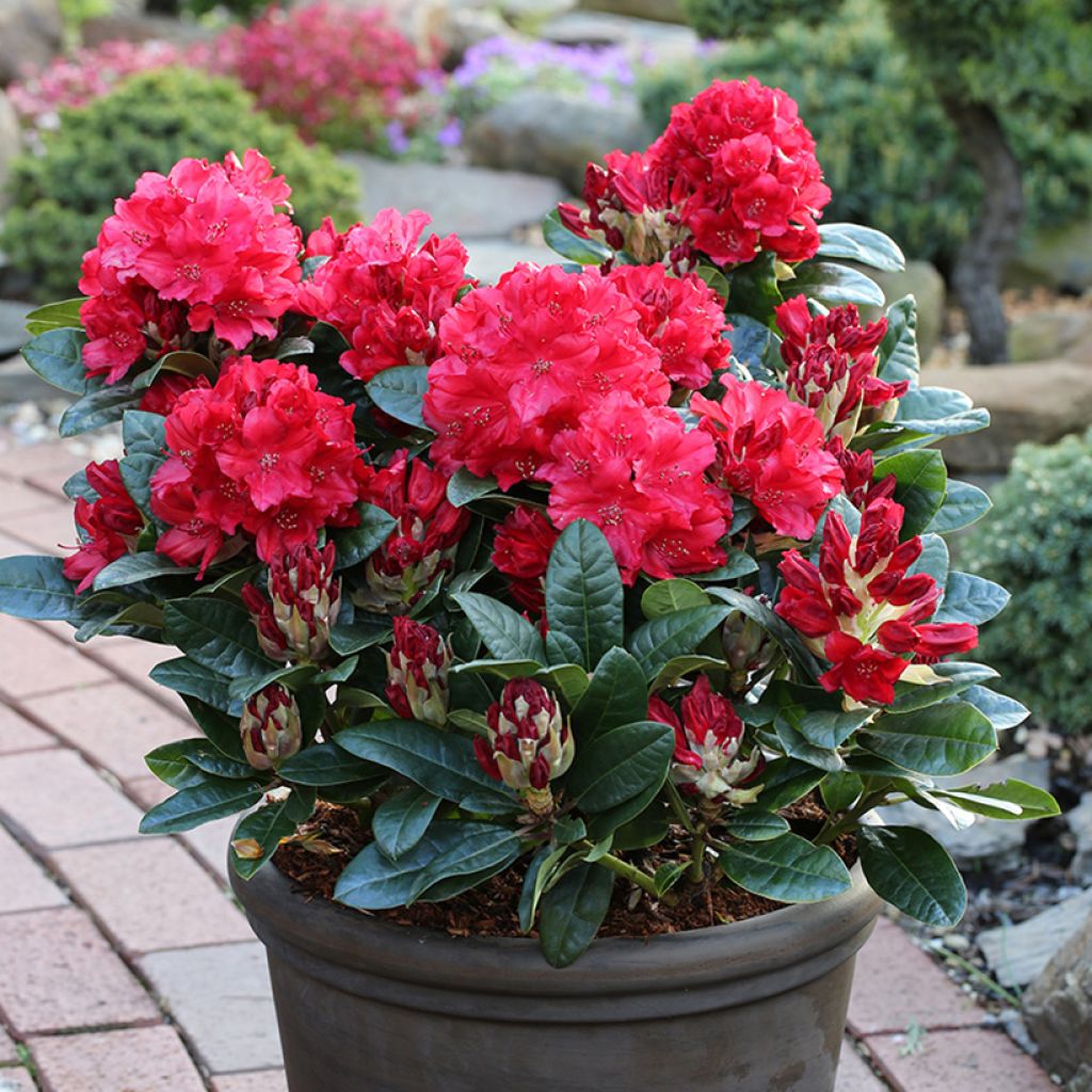 Rhododendron x haematodes Lisetta - Rhododendron nain