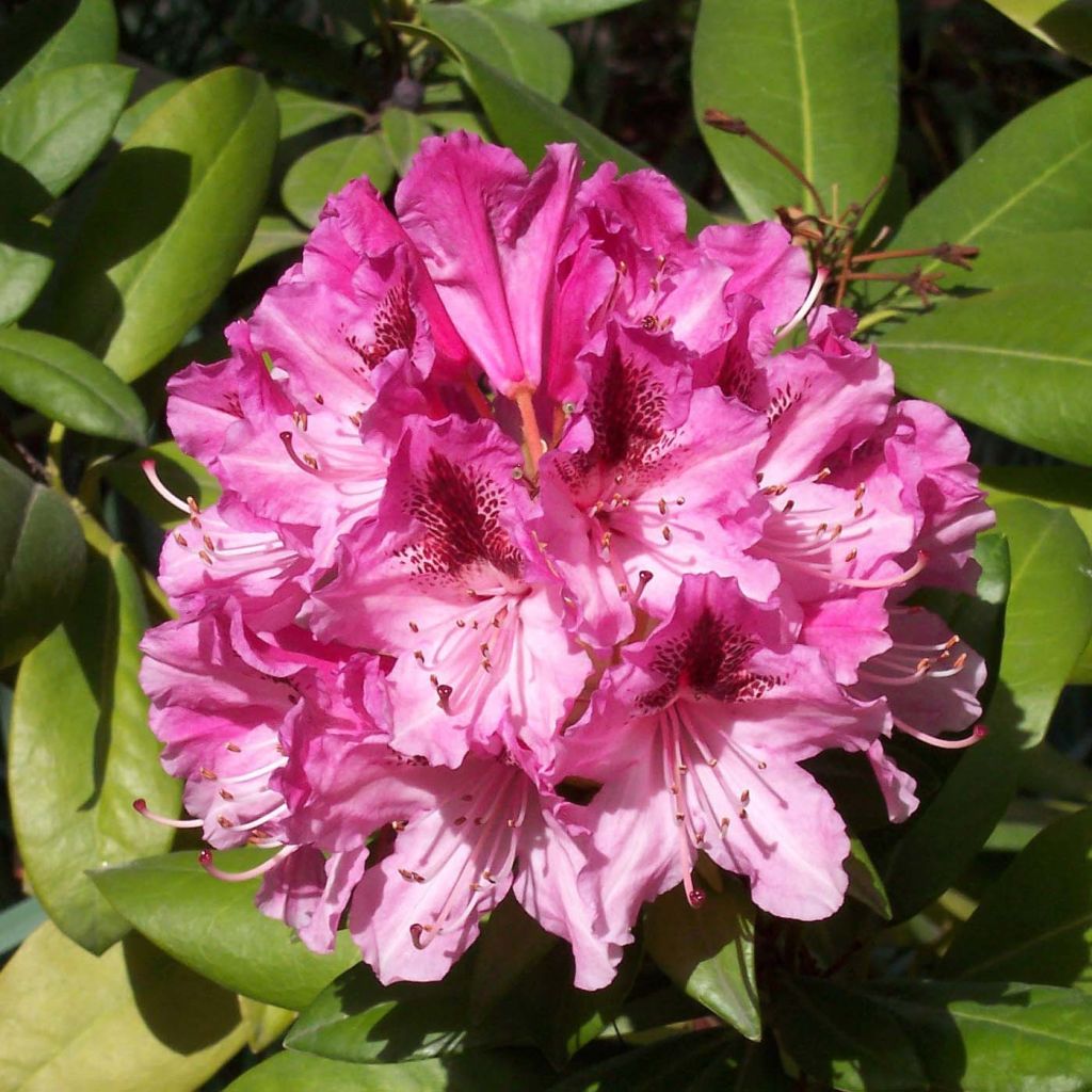 Rhododendron hybride Cosmopolitan