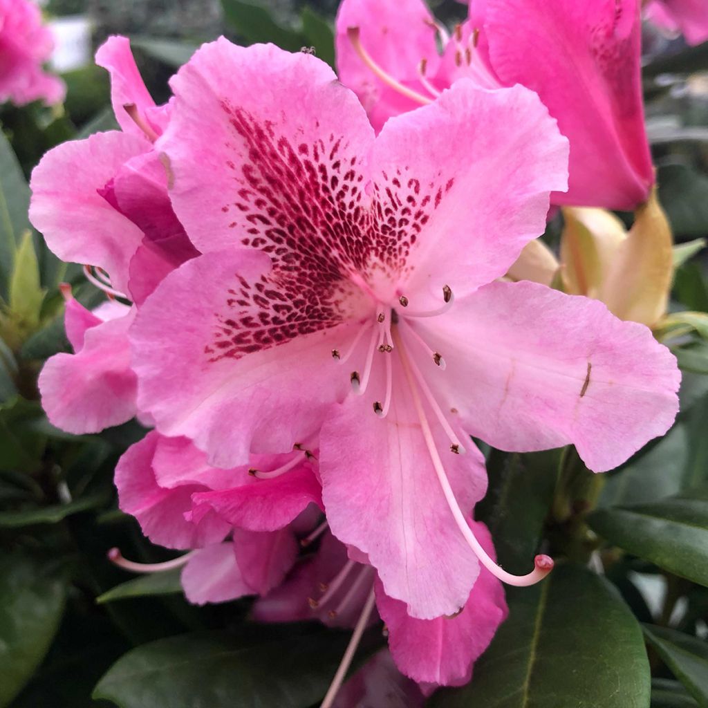 Rhododendron hybride Cosmopolitan