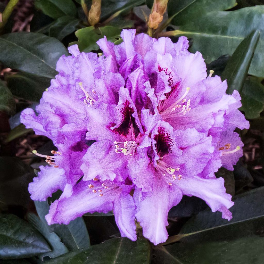 Rhododendron hybride Kabarett