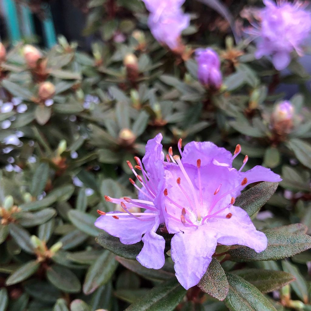 Rhododendron impeditum - Rhododendron nain