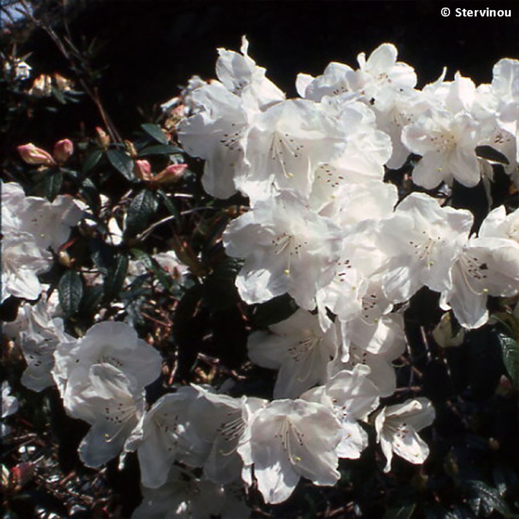 Rhododendron lindleyi - Grand rhododendron