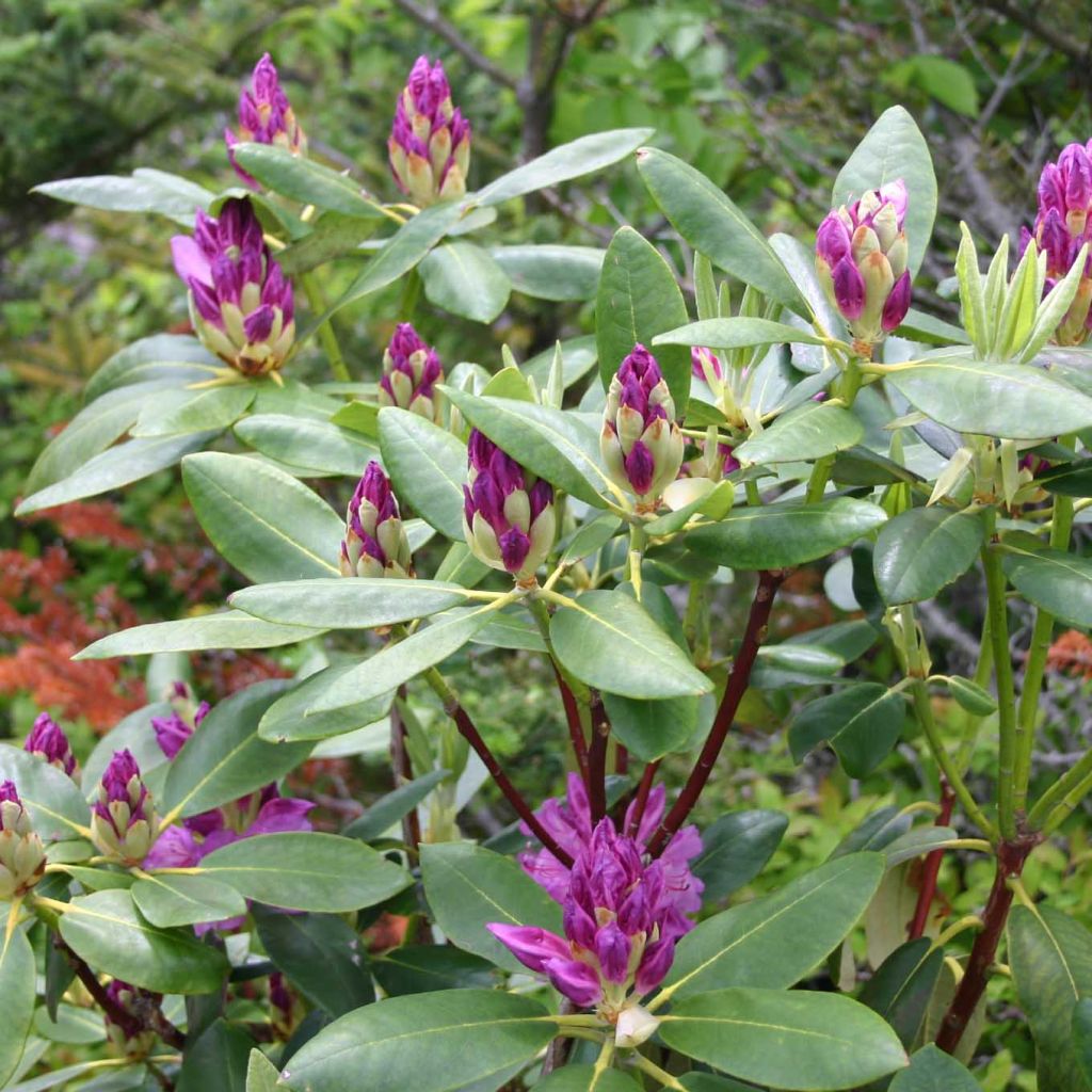 Rhododendron ponticum - Rhododendron pontique