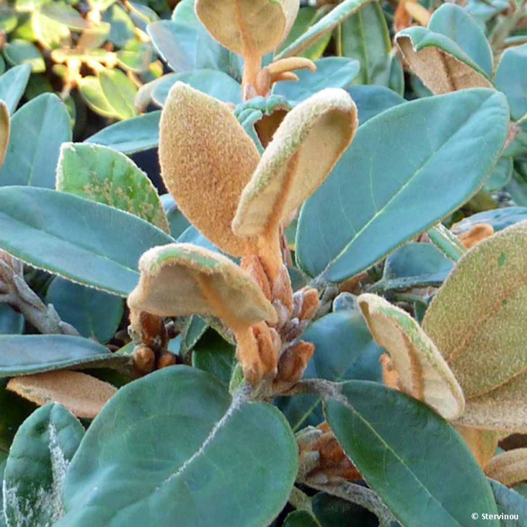 Rhododendron tsariense - Espèce botanique