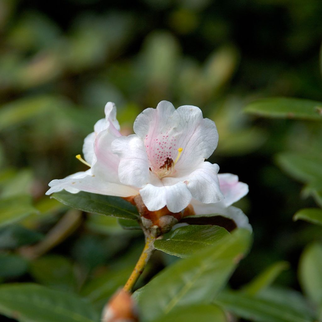 Rhododendron tsariense - Espèce botanique