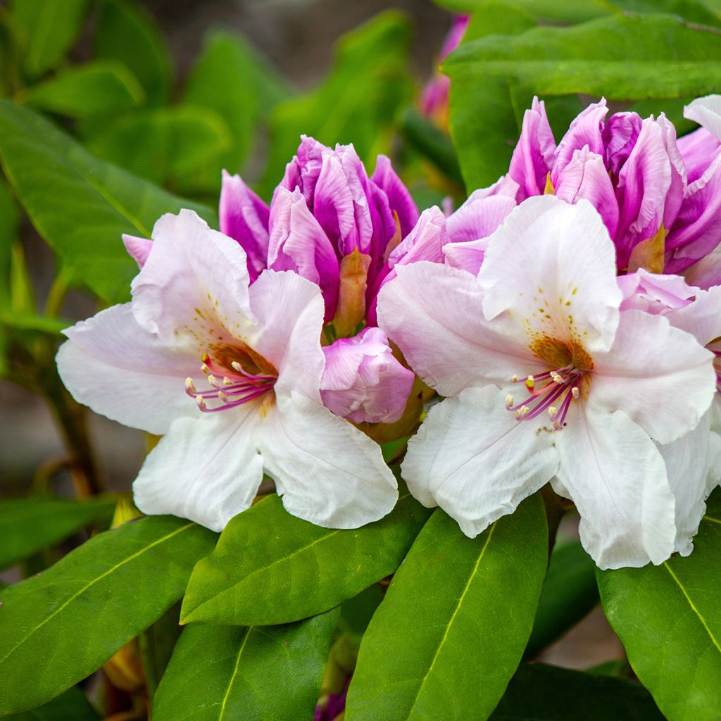 Rhododendron williamsianum Gartendirektor Rieger