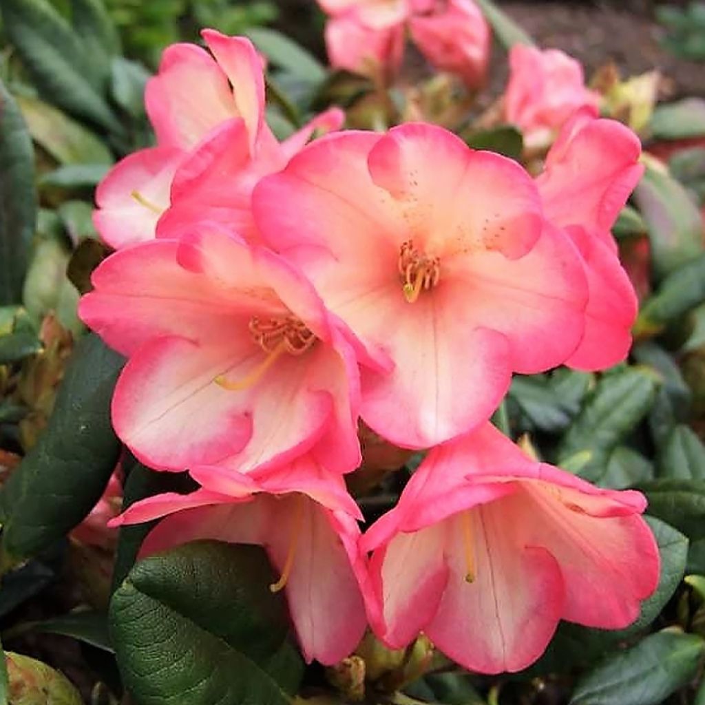 Rhododendron yakushimanum Barbarella - Rhododendron nain