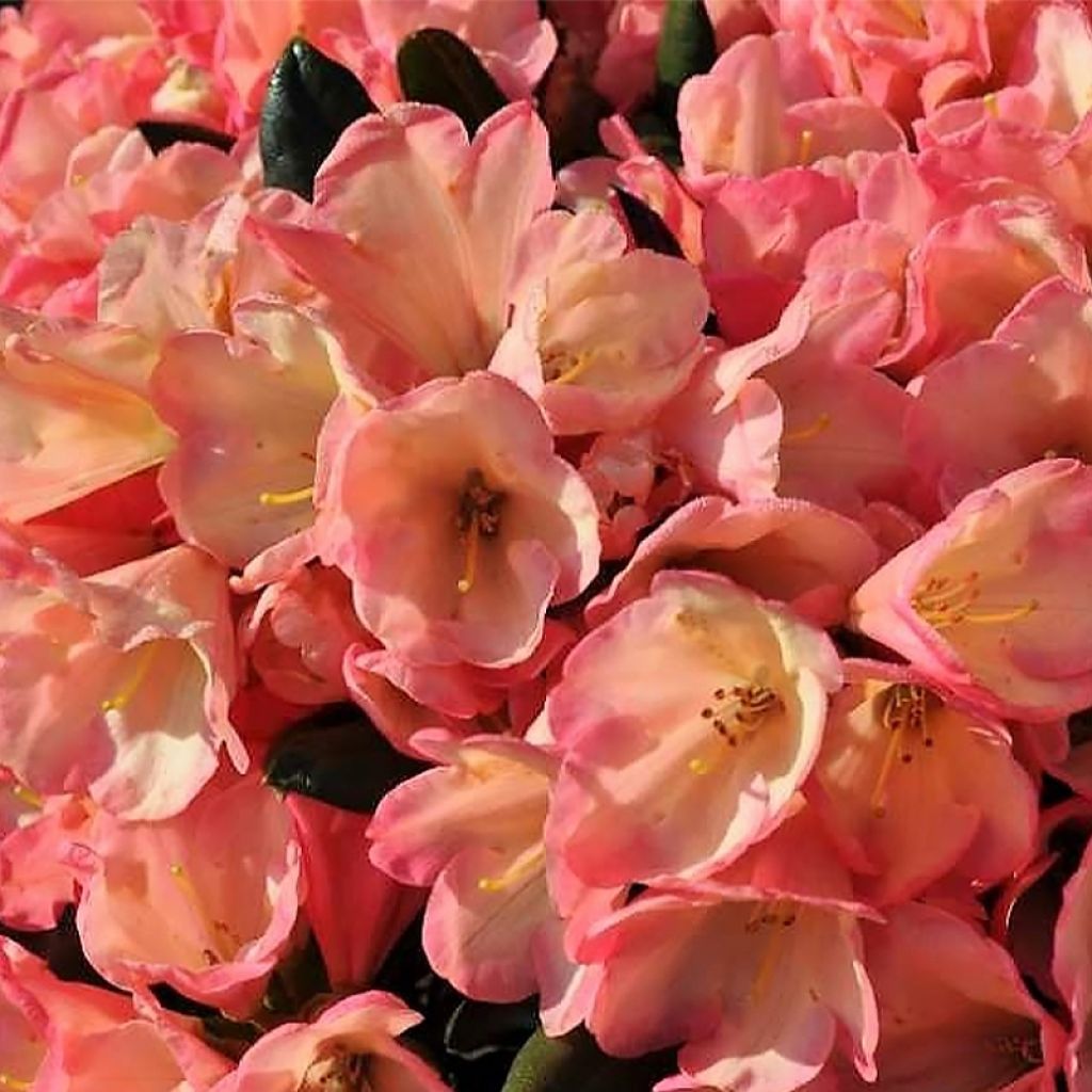 Rhododendron yakushimanum Barbarella - Rhododendron nain