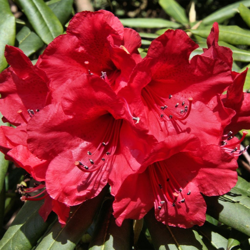 Rhododendron yakushimanum Dopey