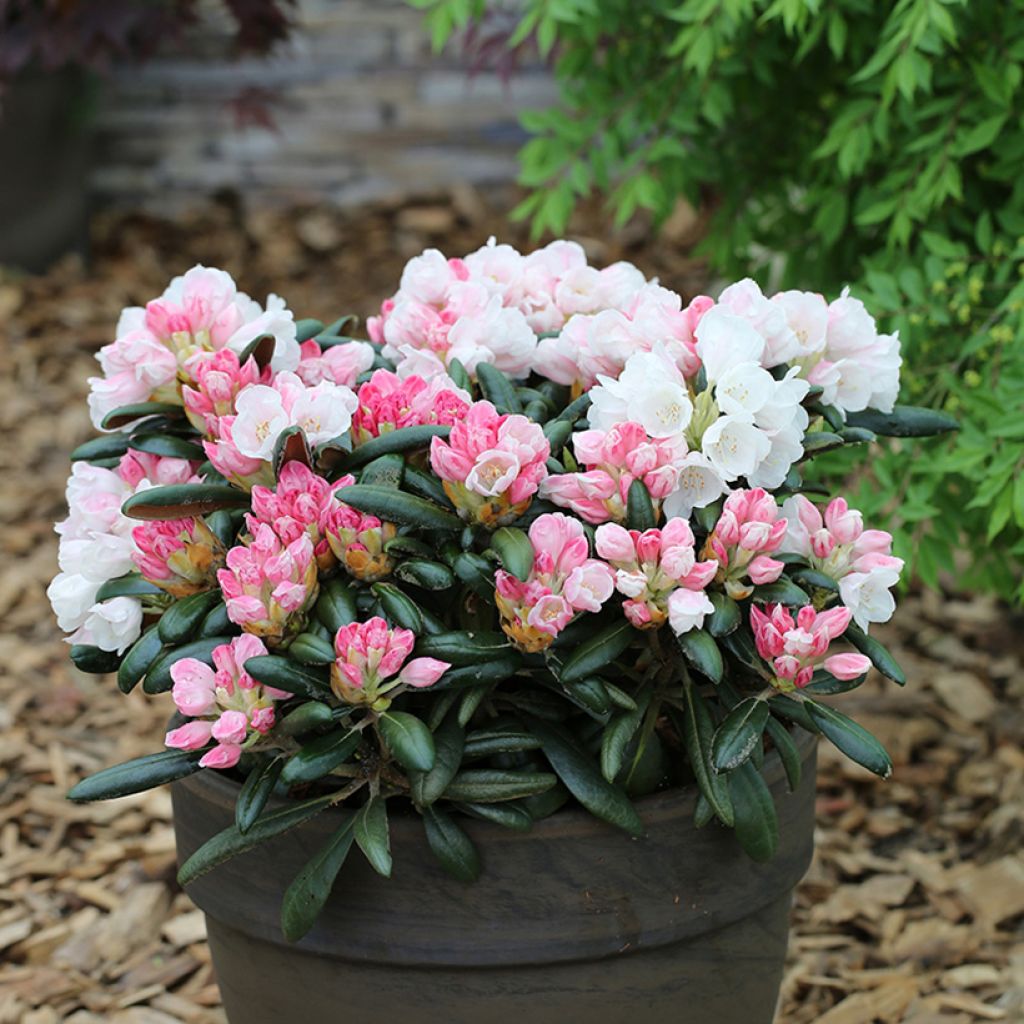 Rhododendron yakushimanum Koichiro Wada - Rhododendron nain