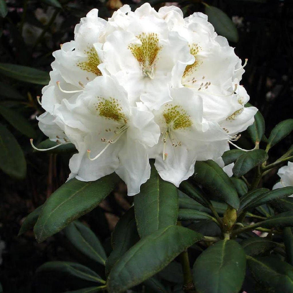 Rhododendron yakushimanum Porzellan - Rhododendron nain