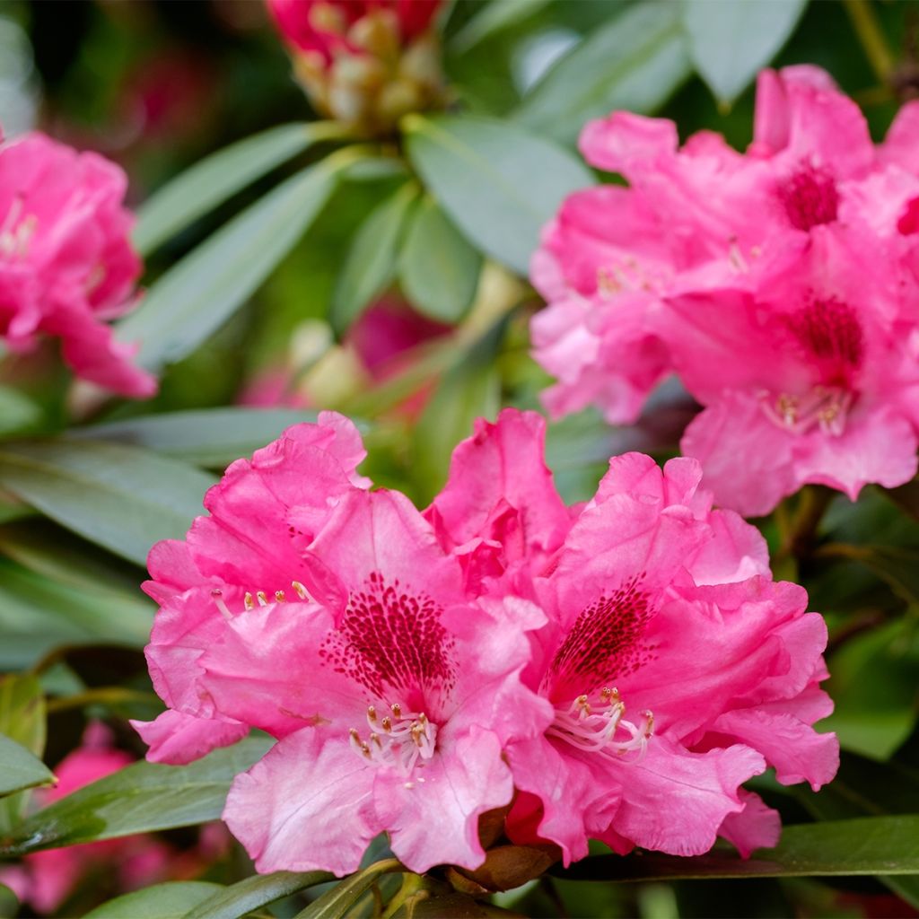 Rhododendron yakushimanum Sneezy