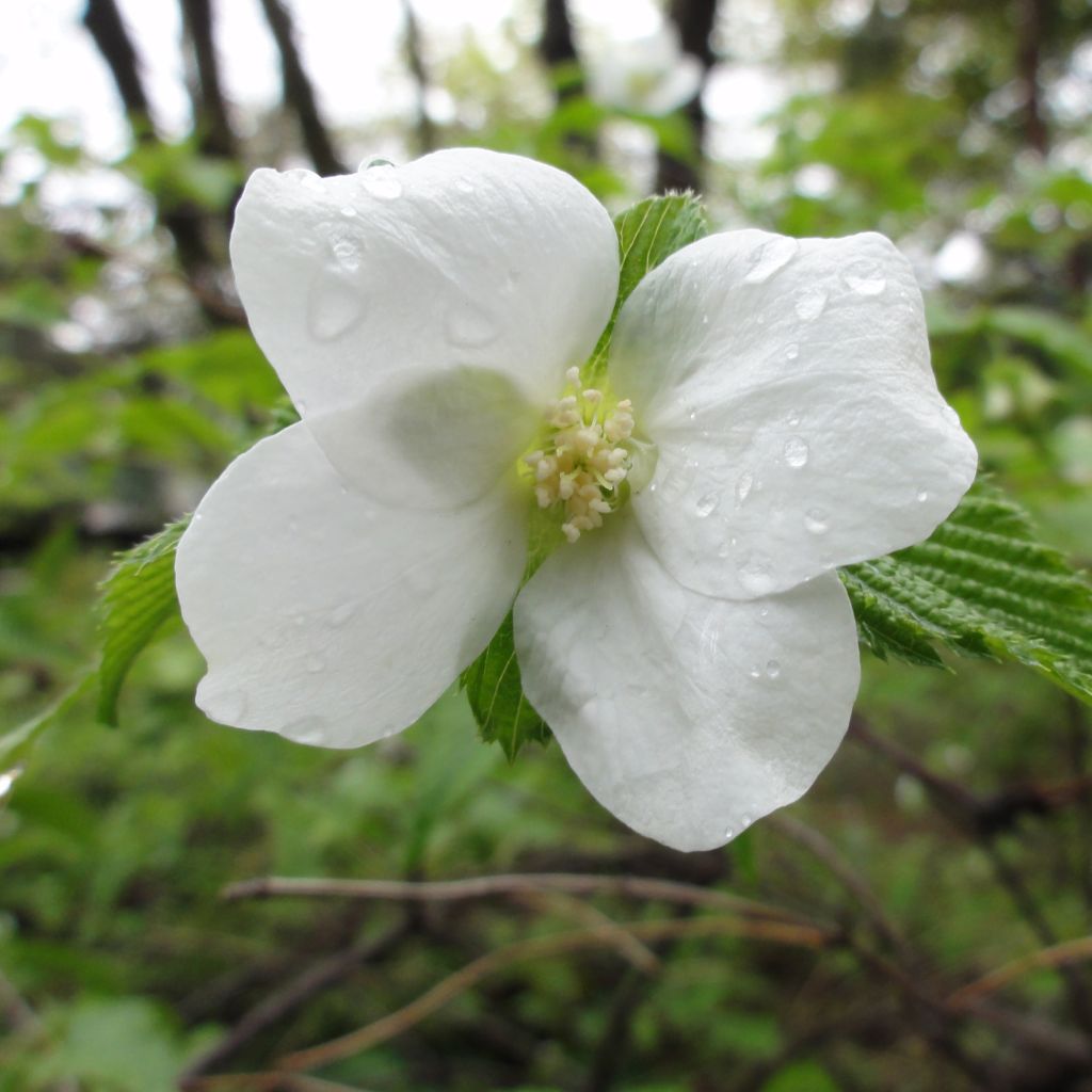 Rhodotypos scandens - Faux corète